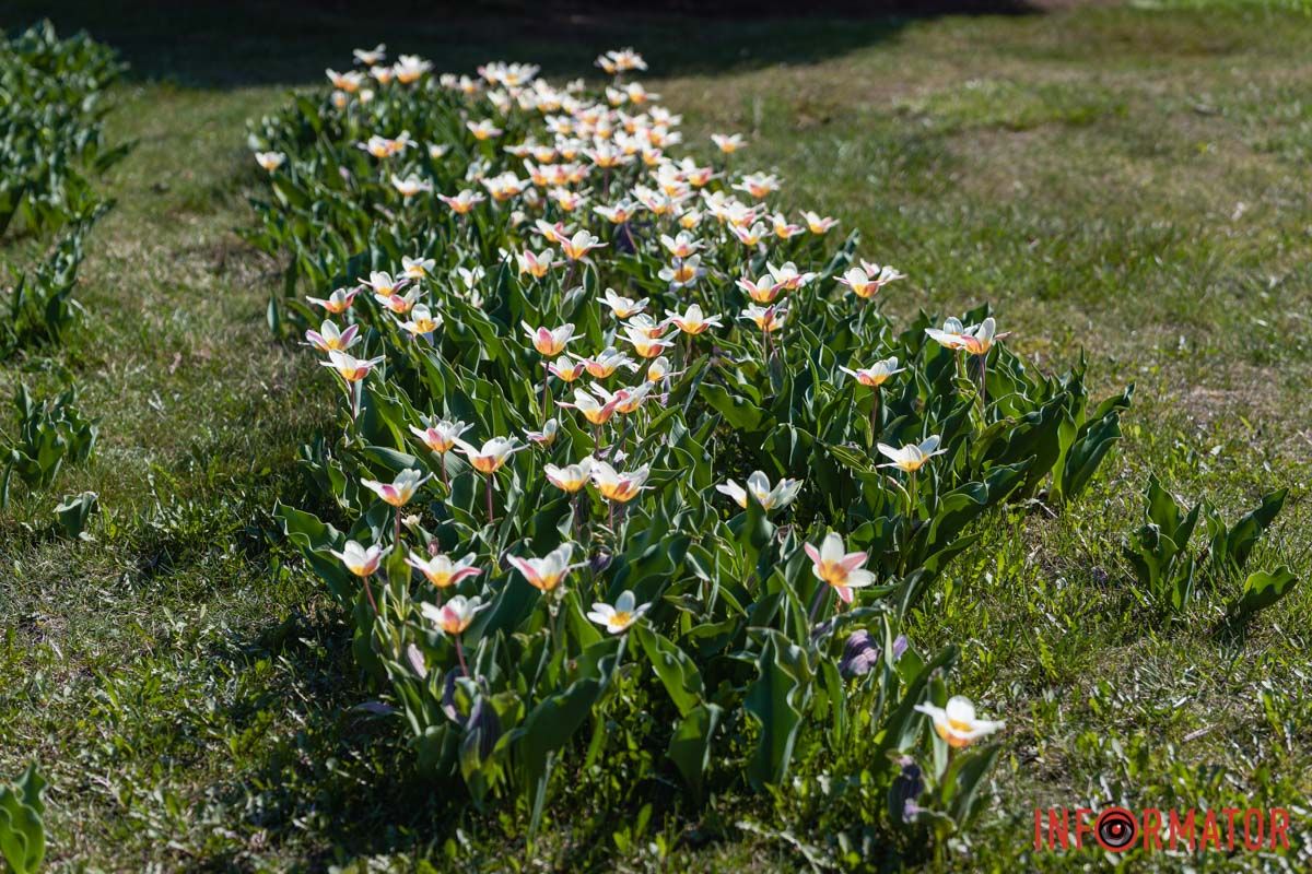 Сакури, тюльпани та магнолії: де у Дніпрі розпустилися квіти та дерева 6