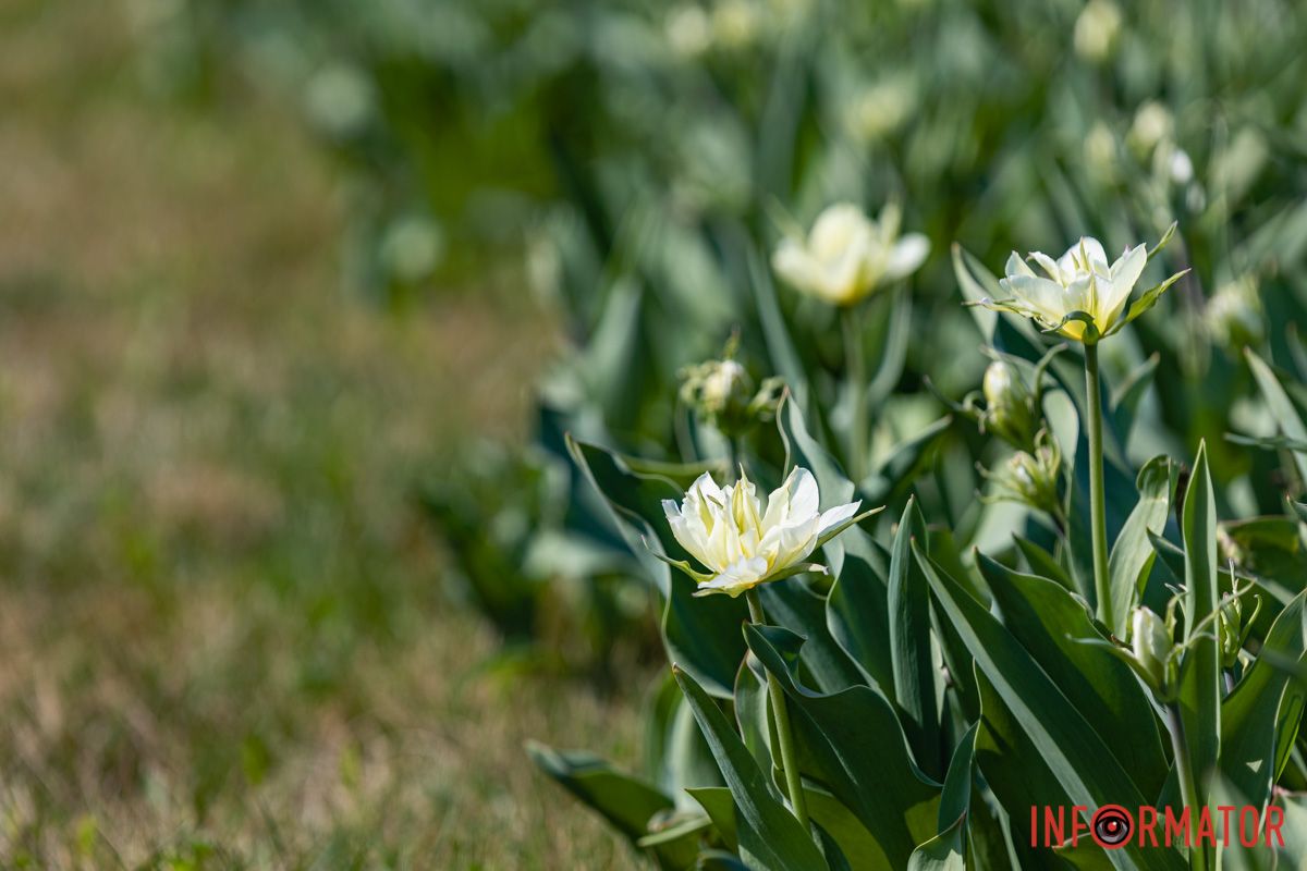 Сакури, тюльпани та магнолії: де у Дніпрі розпустилися квіти та дерева 7