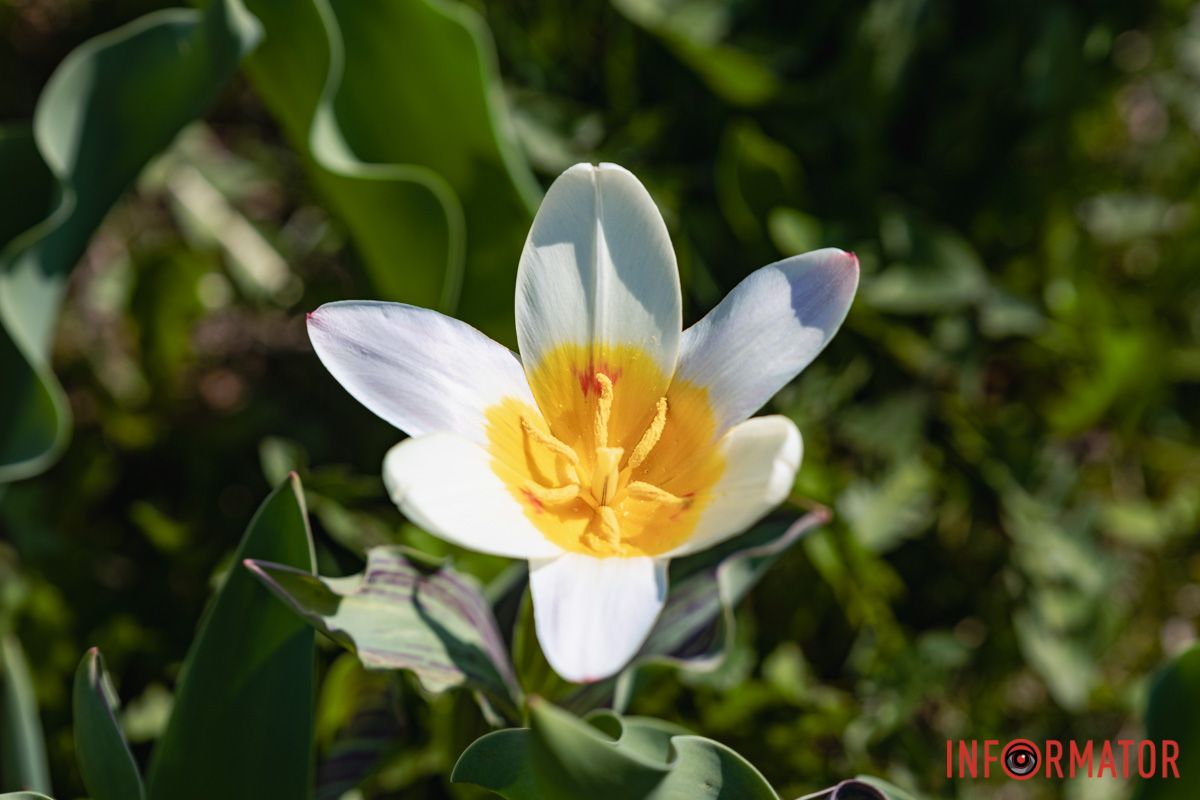 Сакури, тюльпани та магнолії: де у Дніпрі розпустилися квіти та дерева 8