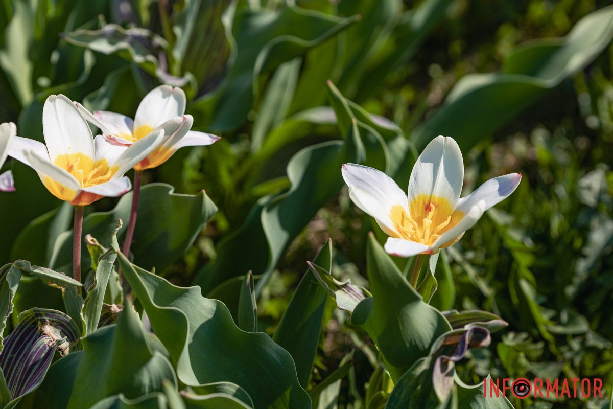 Сакури, тюльпани та магнолії: де у Дніпрі розпустилися квіти та дерева 9