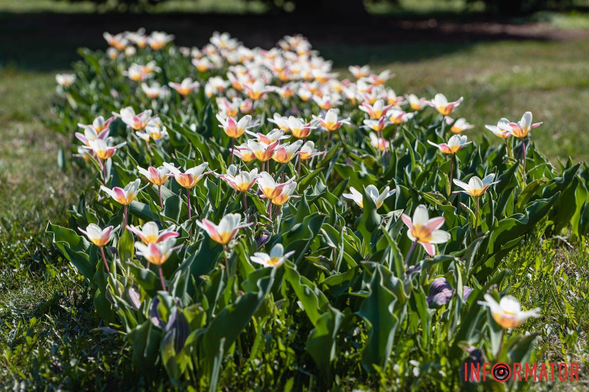 Сакури, тюльпани та магнолії: де у Дніпрі розпустилися квіти та дерева 10