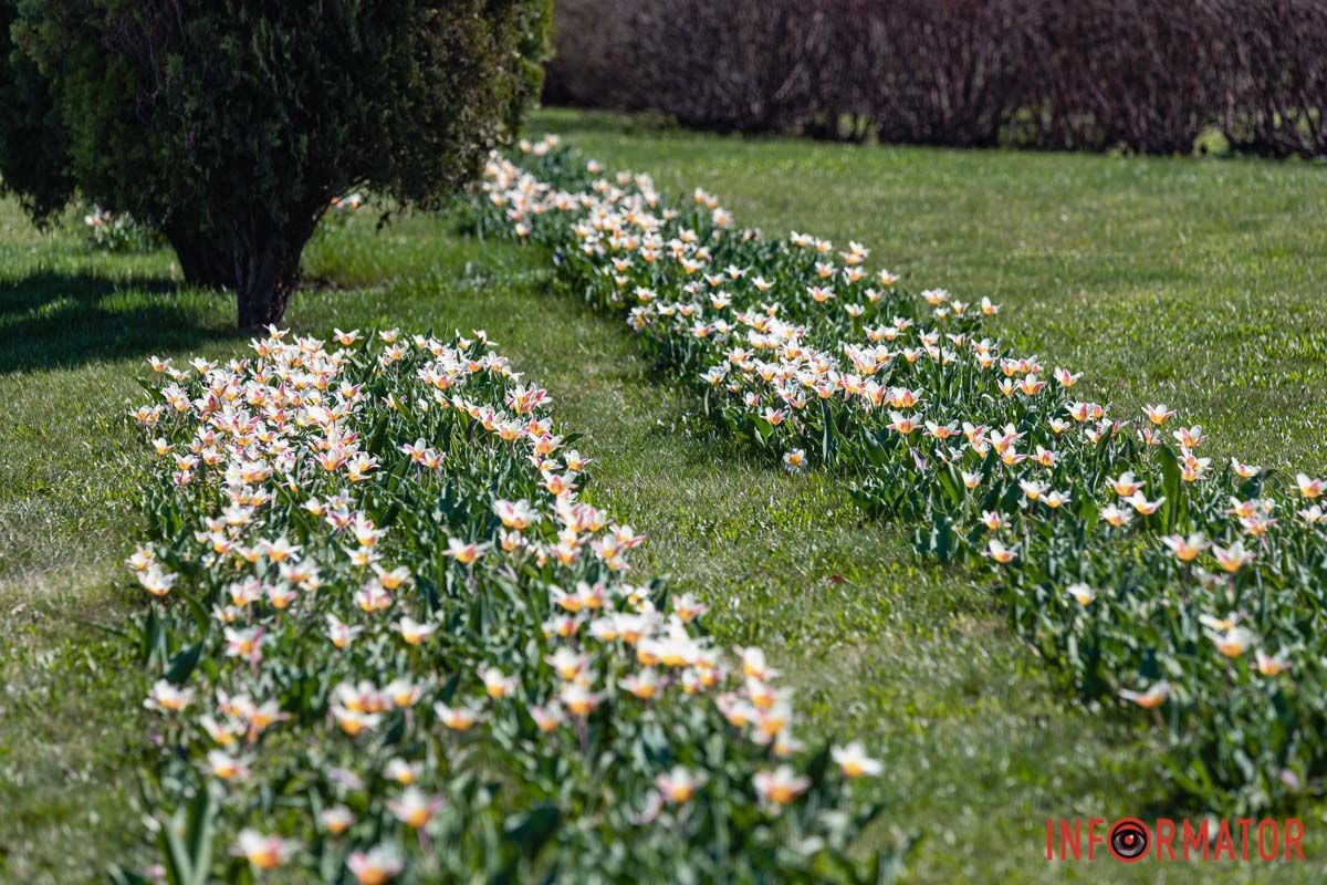 Сакури, тюльпани та магнолії: де у Дніпрі розпустилися квіти та дерева 11