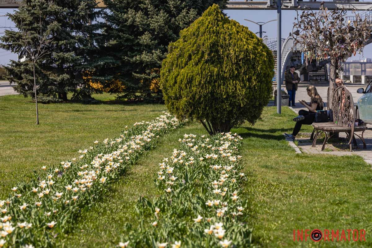 Сакури, тюльпани та магнолії: де у Дніпрі розпустилися квіти та дерева 12