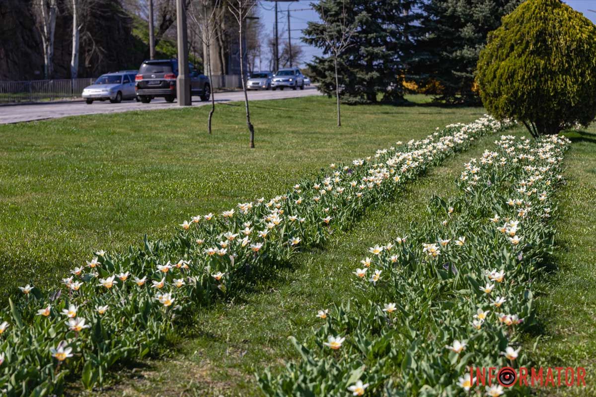 Сакури, тюльпани та магнолії: де у Дніпрі розпустилися квіти та дерева 16