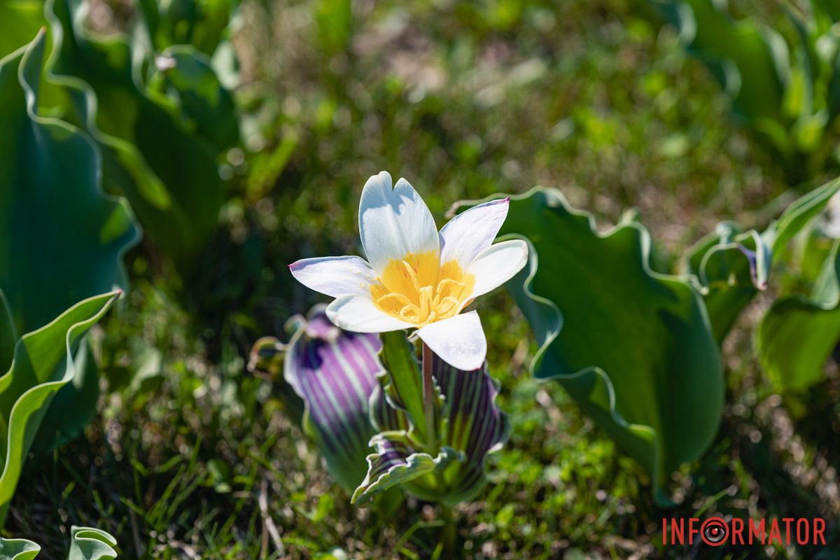 Сакури, тюльпани та магнолії: де у Дніпрі розпустилися квіти та дерева 15