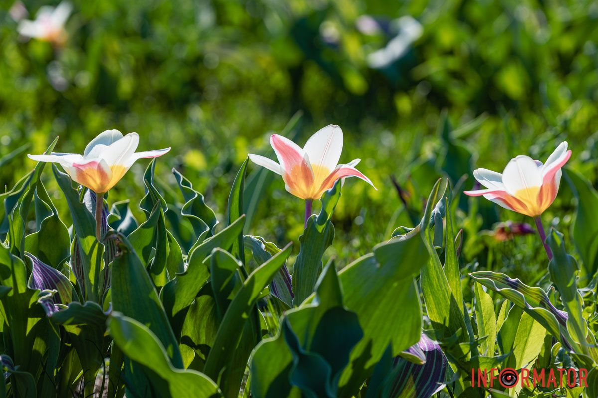 Сакури, тюльпани та магнолії: де у Дніпрі розпустилися квіти та дерева 14