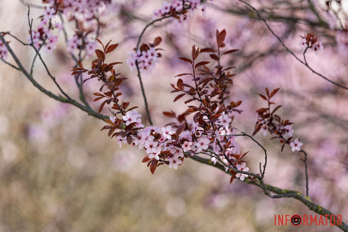 Сакури, тюльпани та магнолії: де у Дніпрі розпустилися квіти та дерева 19
