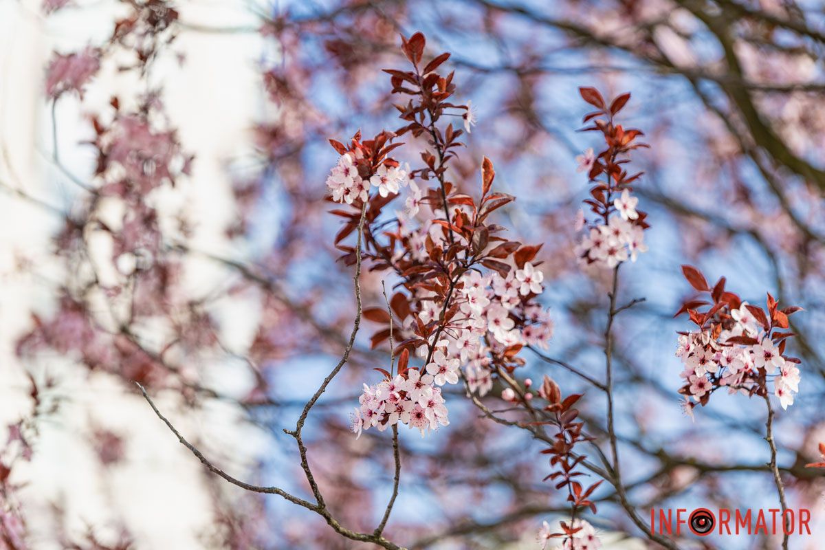 Сакури, тюльпани та магнолії: де у Дніпрі розпустилися квіти та дерева 20