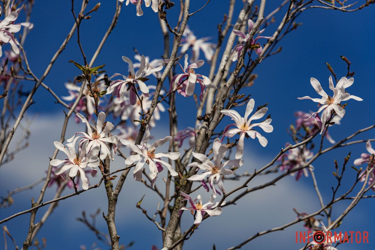 Сакури, тюльпани та магнолії: де у Дніпрі розпустилися квіти та дерева 25