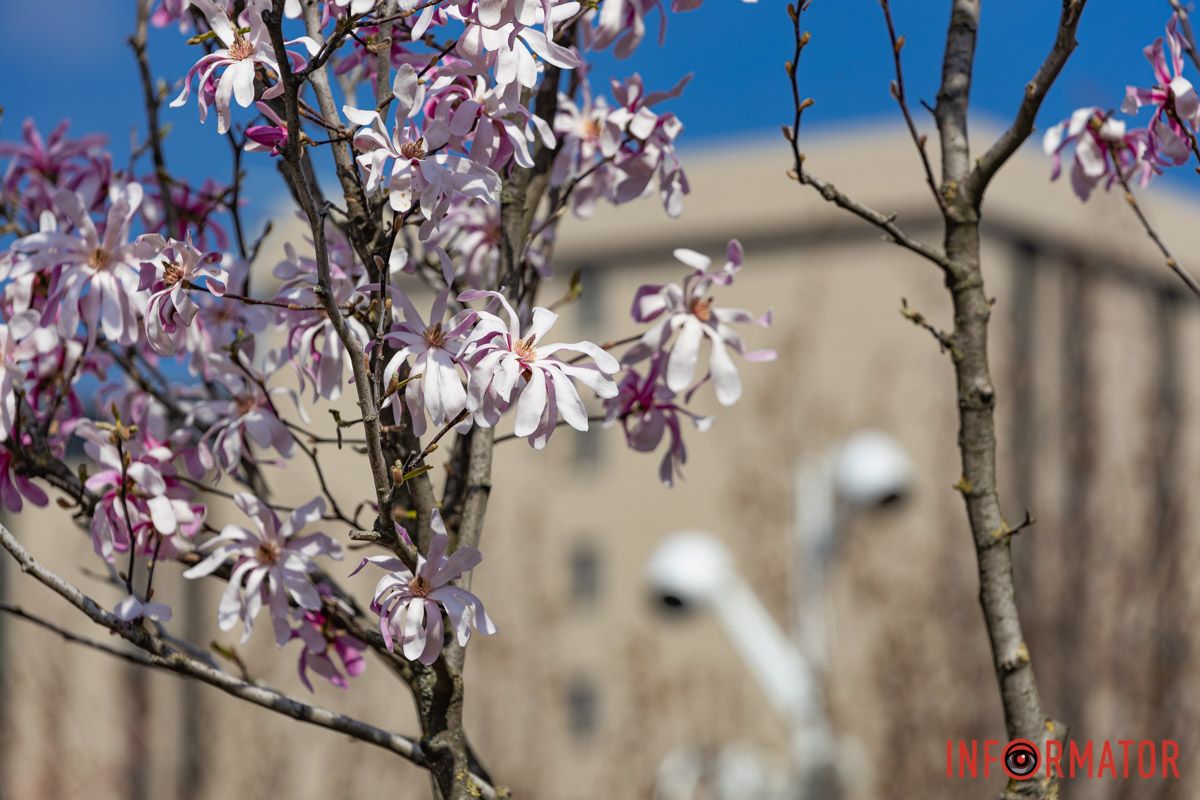 Сакури, тюльпани та магнолії: де у Дніпрі розпустилися квіти та дерева 26