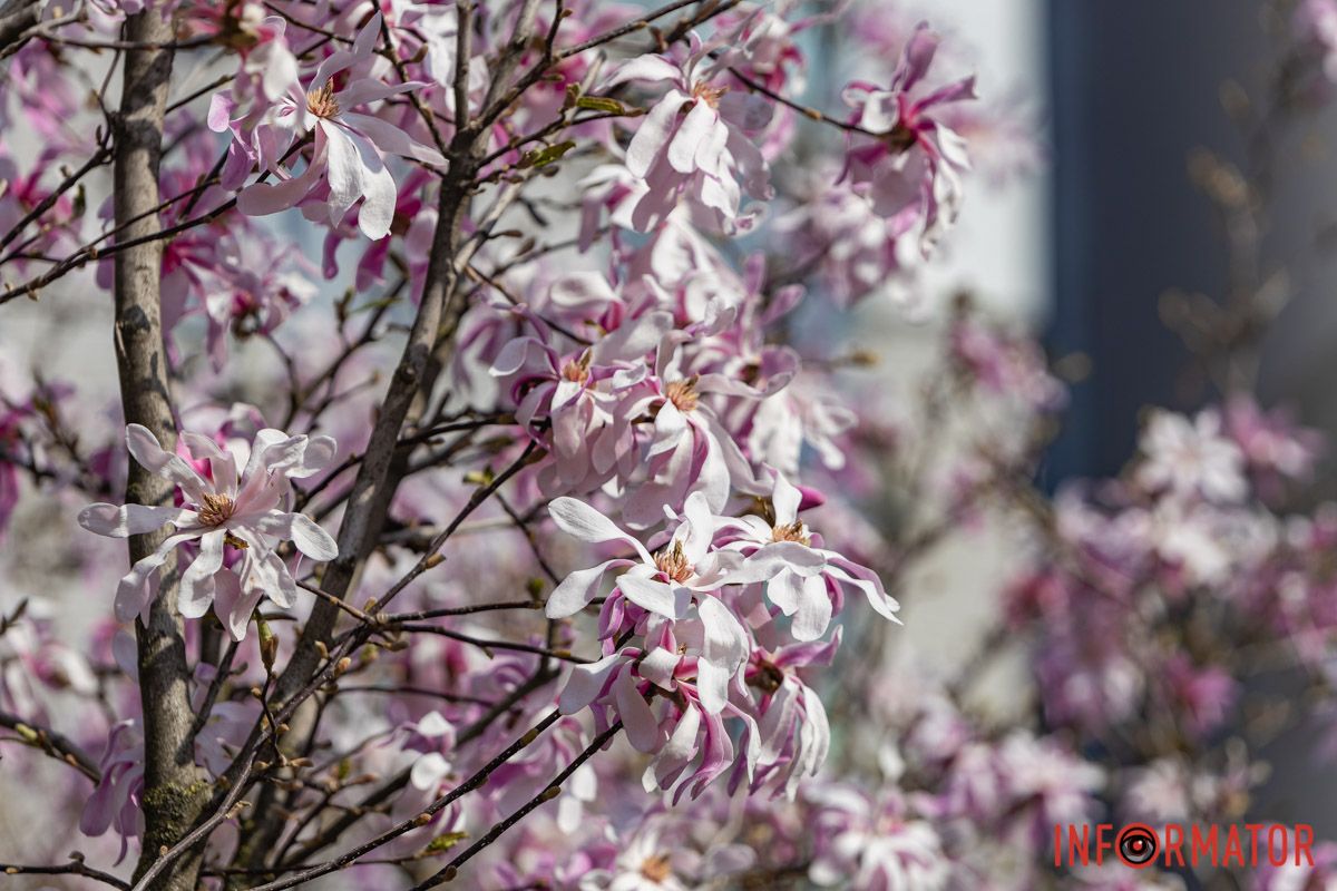 Сакури, тюльпани та магнолії: де у Дніпрі розпустилися квіти та дерева 21