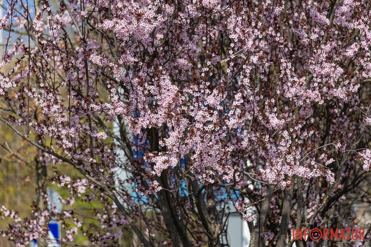 Сакури, тюльпани та магнолії: де у Дніпрі розпустилися квіти та дерева 22
