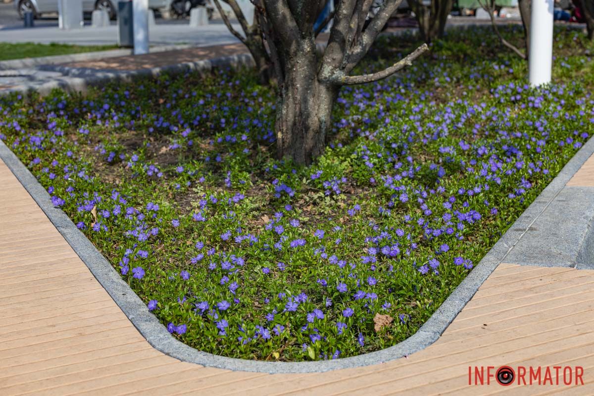 Сакури, тюльпани та магнолії: де у Дніпрі розпустилися квіти та дерева 23