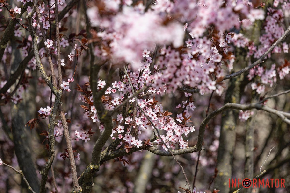 Сакури, тюльпани та магнолії: де у Дніпрі розпустилися квіти та дерева 24