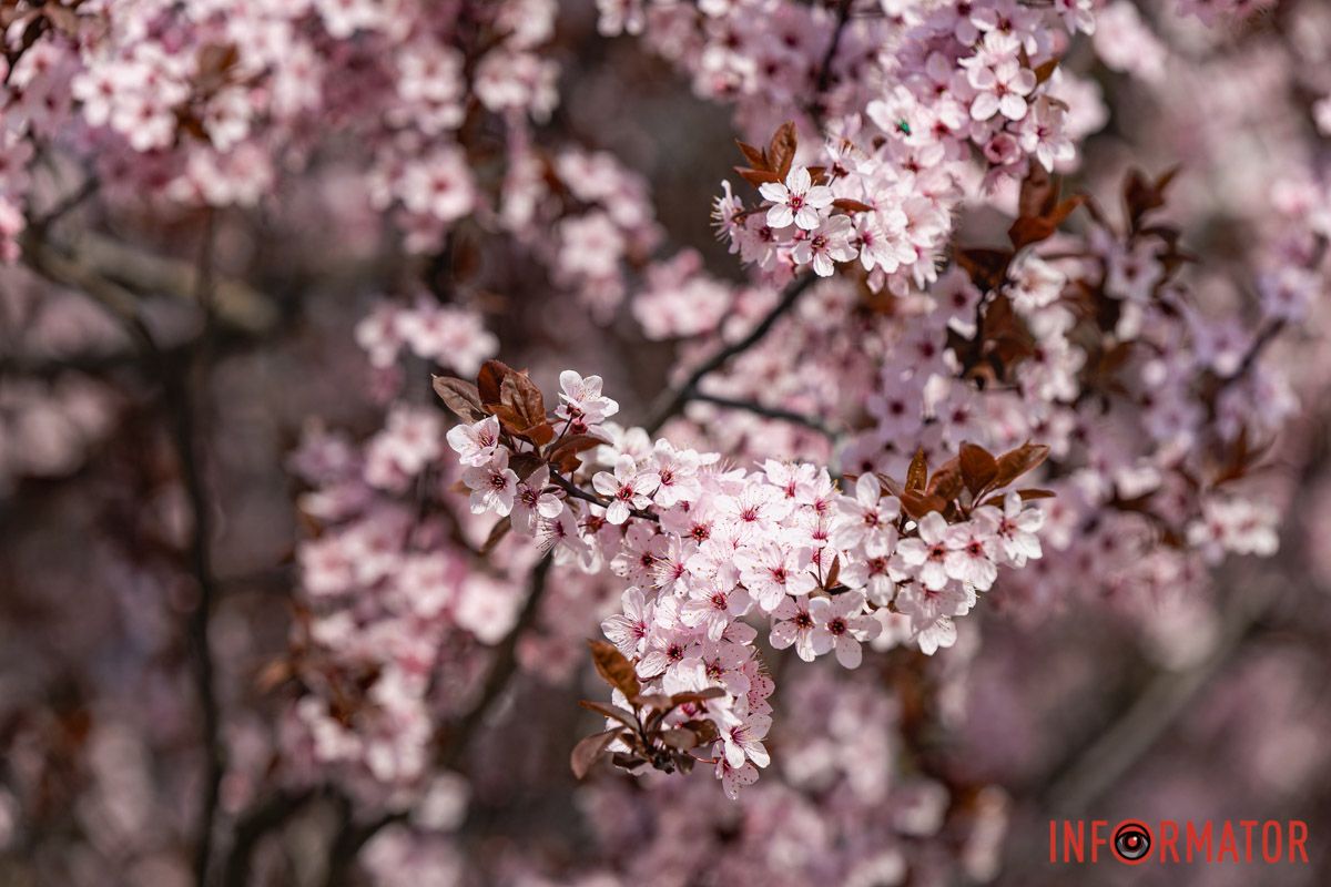 Сакури, тюльпани та магнолії: де у Дніпрі розпустилися квіти та дерева 27