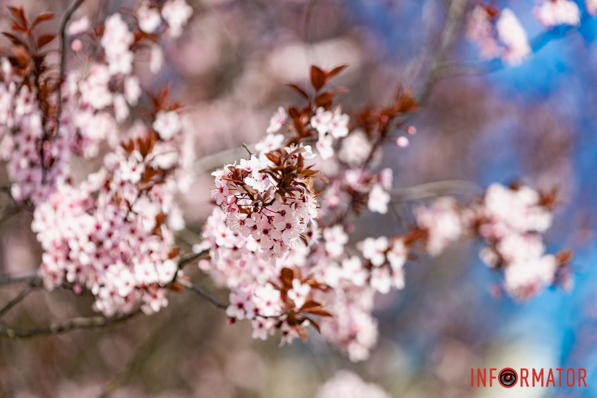 Сакури, тюльпани та магнолії: де у Дніпрі розпустилися квіти та дерева 32