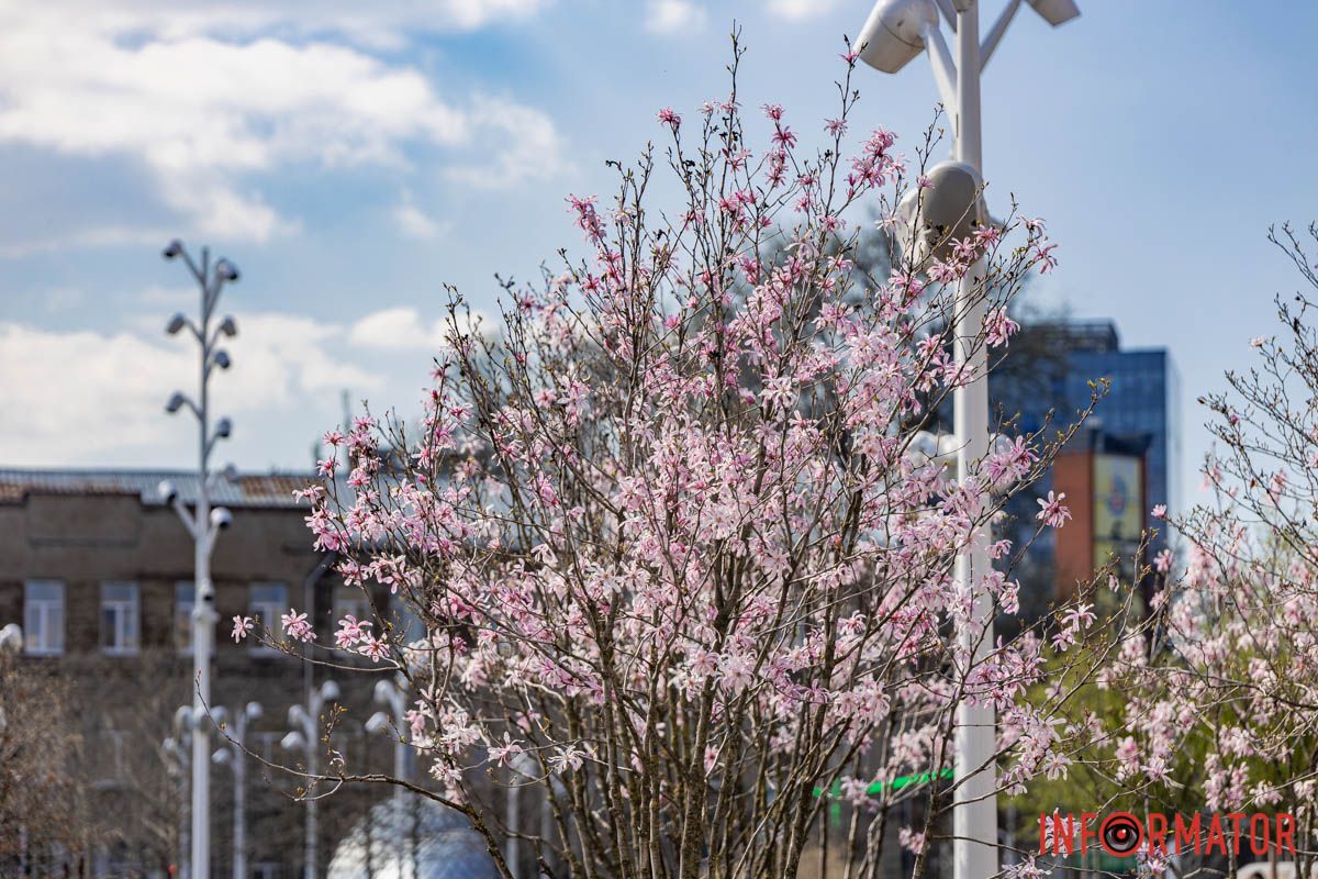 Бо на короткий час вона ясна принцеса.