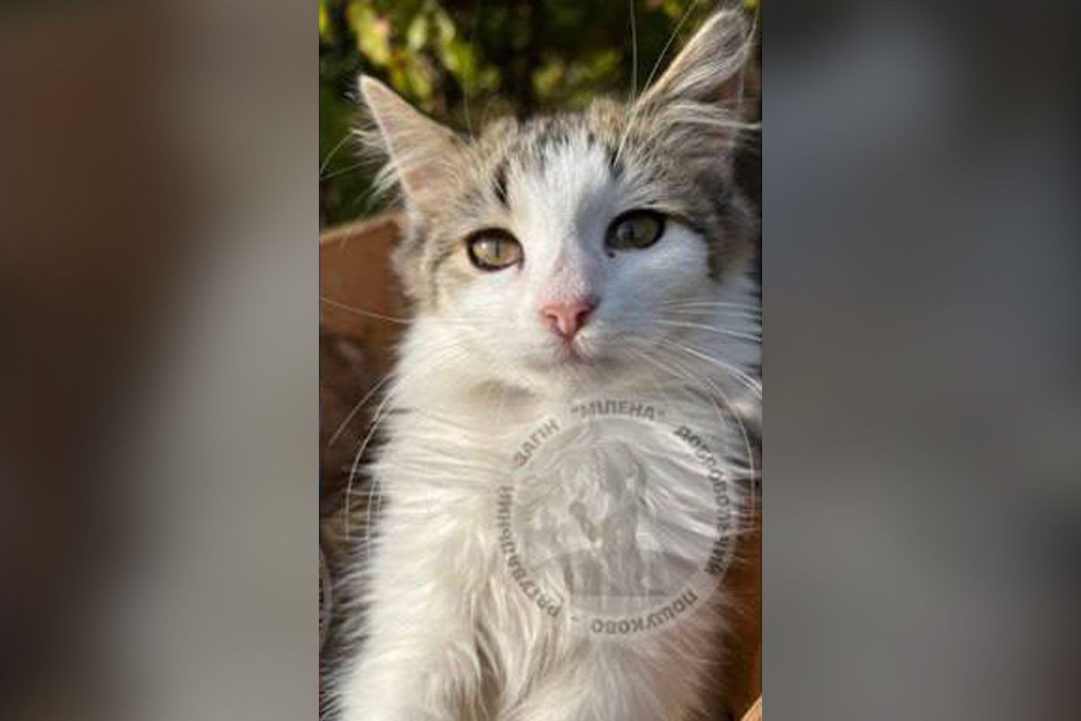 Кошеня, яке було з жінкою в день зникнення Кошеня, яке було з жінкою в день зникнення