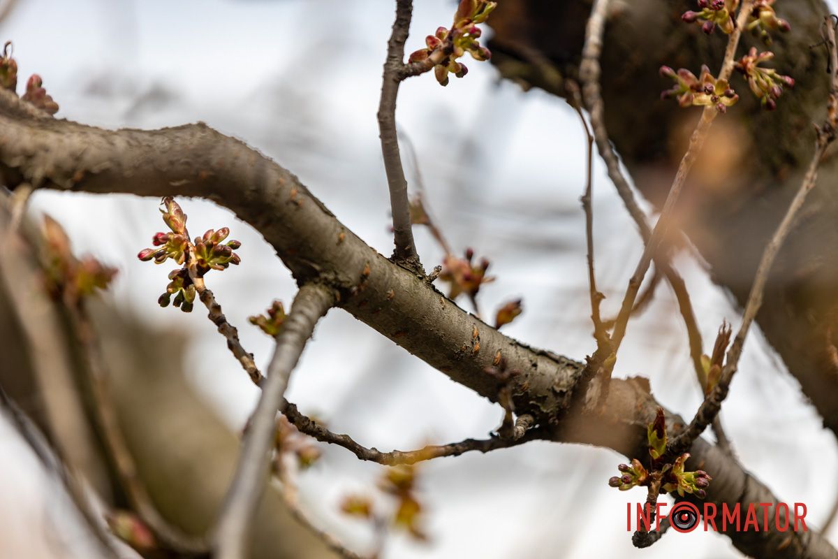 Деревья сакур еще не цветут