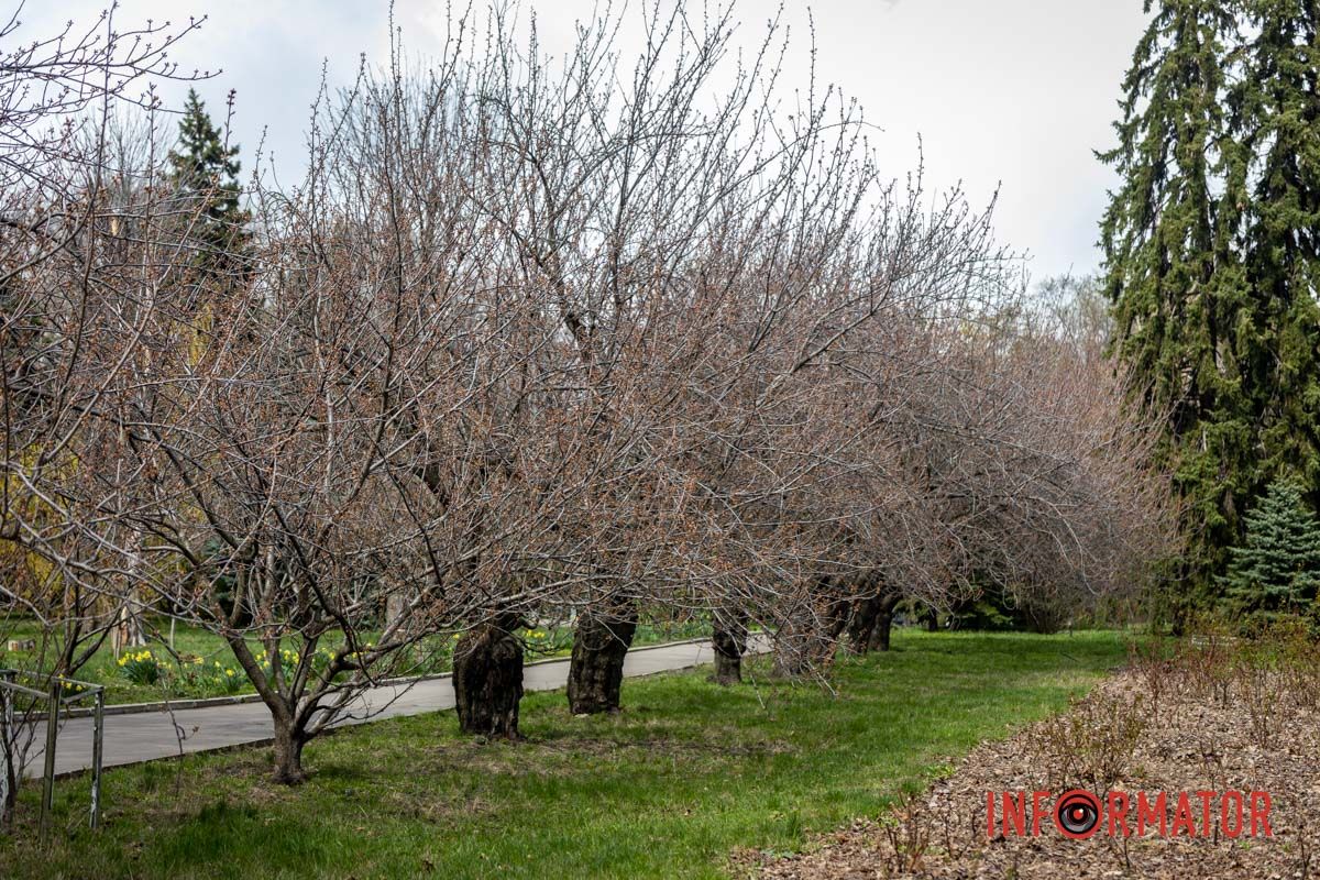 Так деревья сакур выглядят по состоянию на 8 апреля.