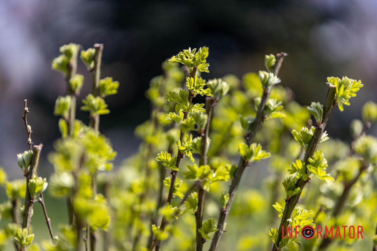Несмотря на всю весну, приходит в Днепр.