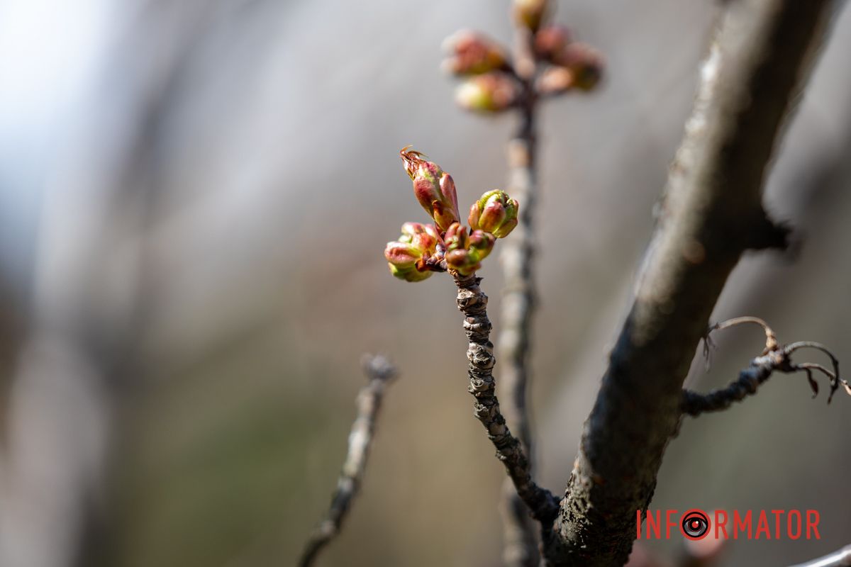 Красота расцветает