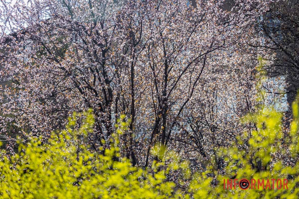 Это уже не сакура, а находящаяся за корпусом вишня.