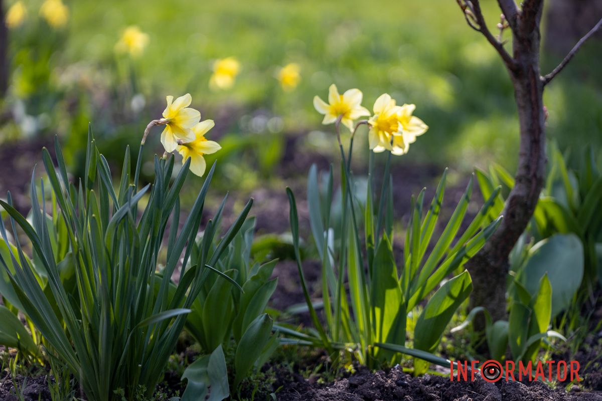 Действительно ли в Днепре на территории УДУНТ расцвели первые деревья сакур 7