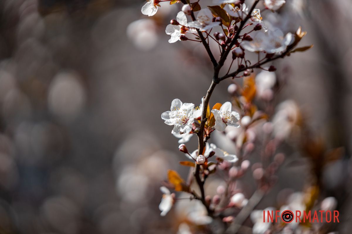 Действительно ли в Днепре на территории УДУНТ расцвели первые деревья сакур 8