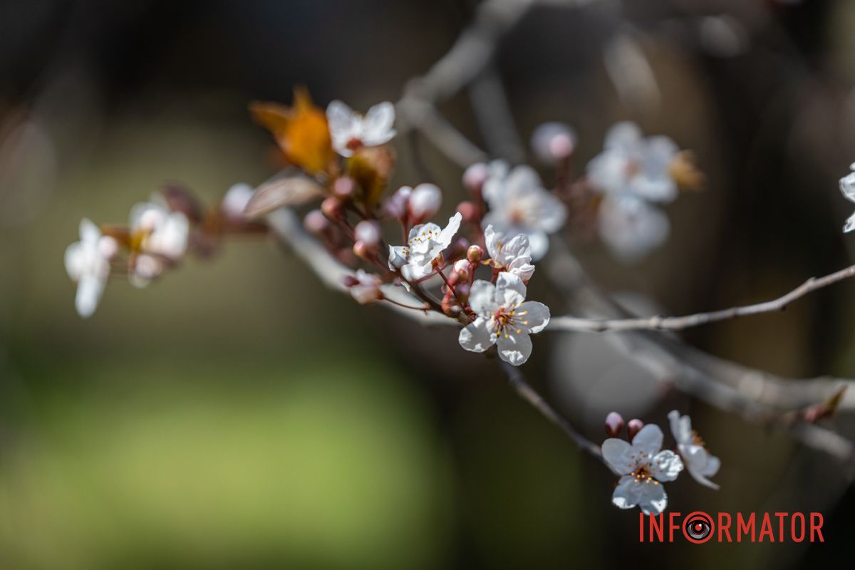 Действительно ли в Днепре на территории УДУНТ расцвели первые деревья сакур 9
