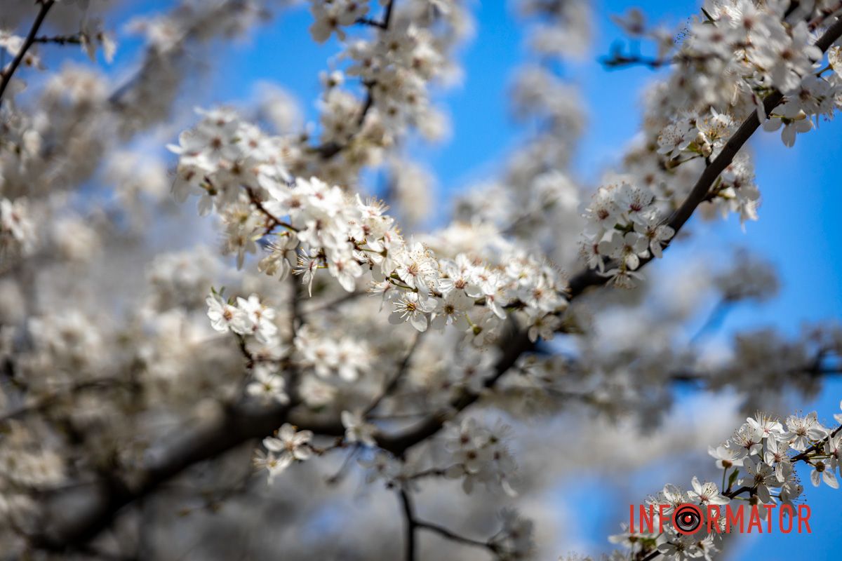 Действительно ли в Днепре на территории УДУНТ расцвели первые деревья сакур 10