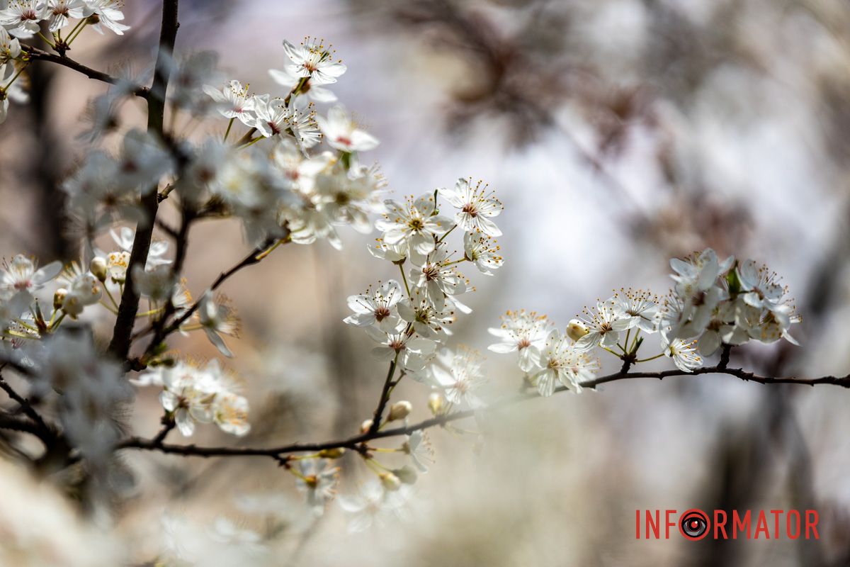 Действительно ли в Днепре на территории УДУНТ расцвели первые деревья сакур 15