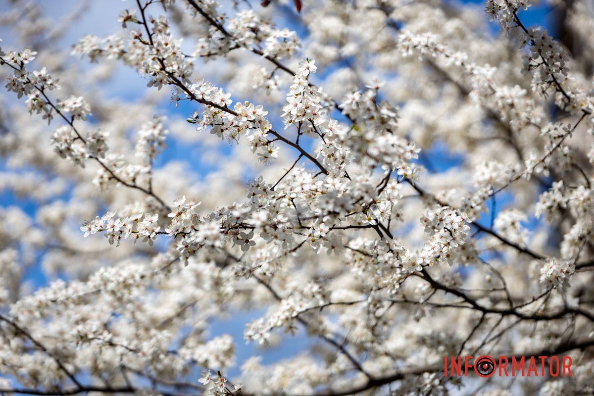Действительно ли в Днепре на территории УДУНТ расцвели первые деревья сакур 12