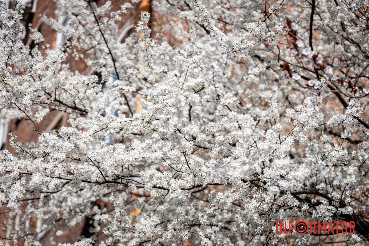 Действительно ли в Днепре на территории УДУНТ расцвели первые деревья сакур 14