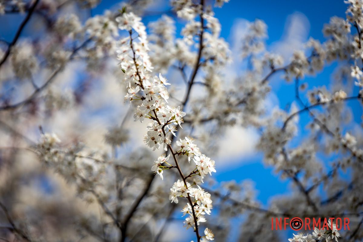 Действительно ли в Днепре на территории УДУНТ расцвели первые деревья сакур 13