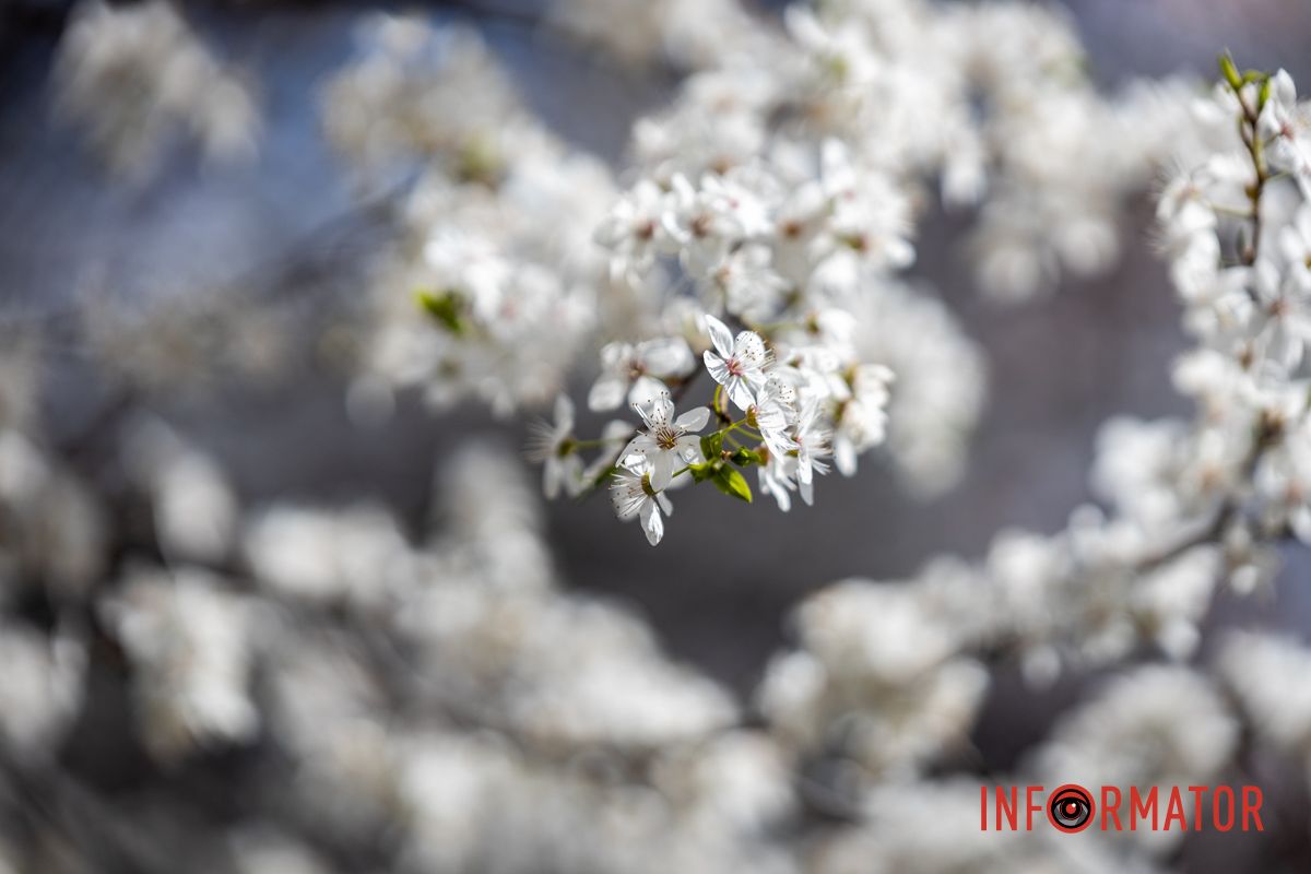 Действительно ли в Днепре на территории УДУНТ расцвели первые деревья сакур 16