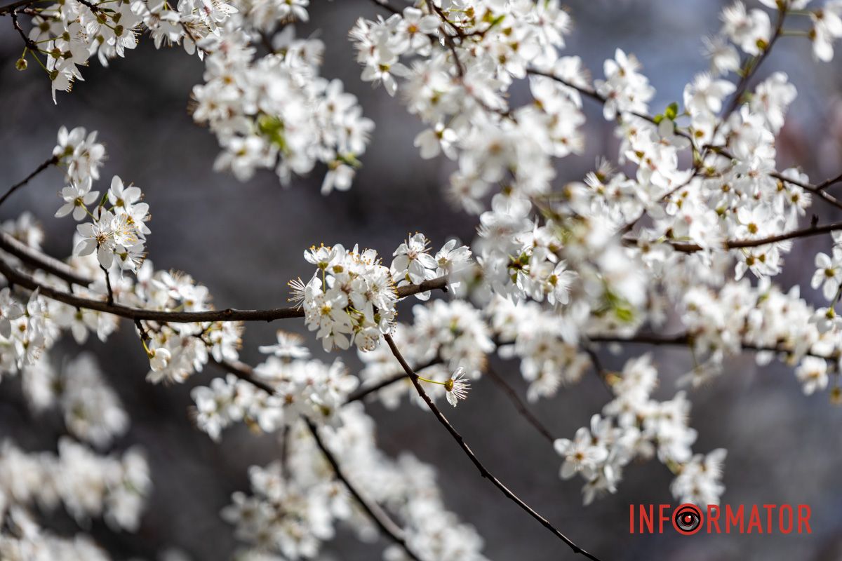 Действительно ли в Днепре на территории УДУНТ расцвели первые деревья сакур 11