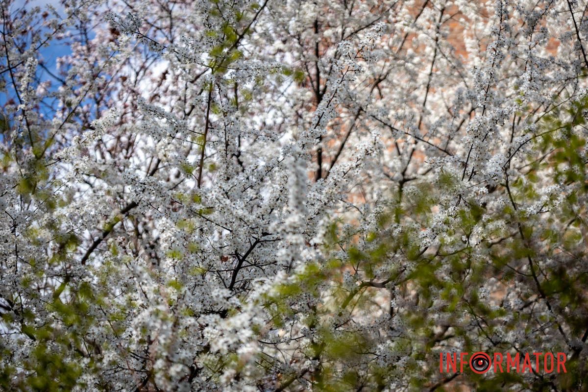 Действительно ли в Днепре на территории УДУНТ расцвели первые деревья сакур 17