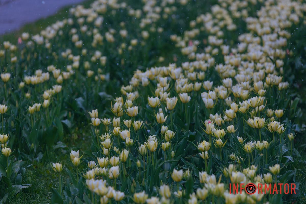 Тюльпани під білою ковдрою: Дніпро у квітні засипає снігом 1