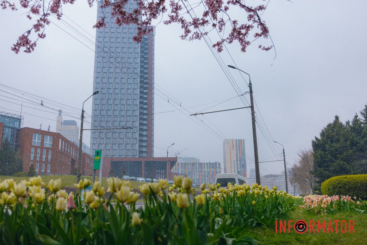 Тюльпани під білою ковдрою: Дніпро у квітні засипає снігом 9