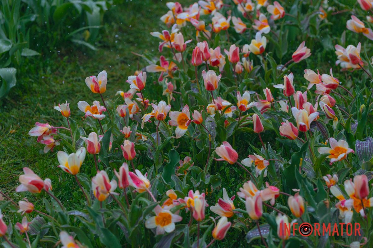 Тюльпани під білою ковдрою: Дніпро у квітні засипає снігом 7