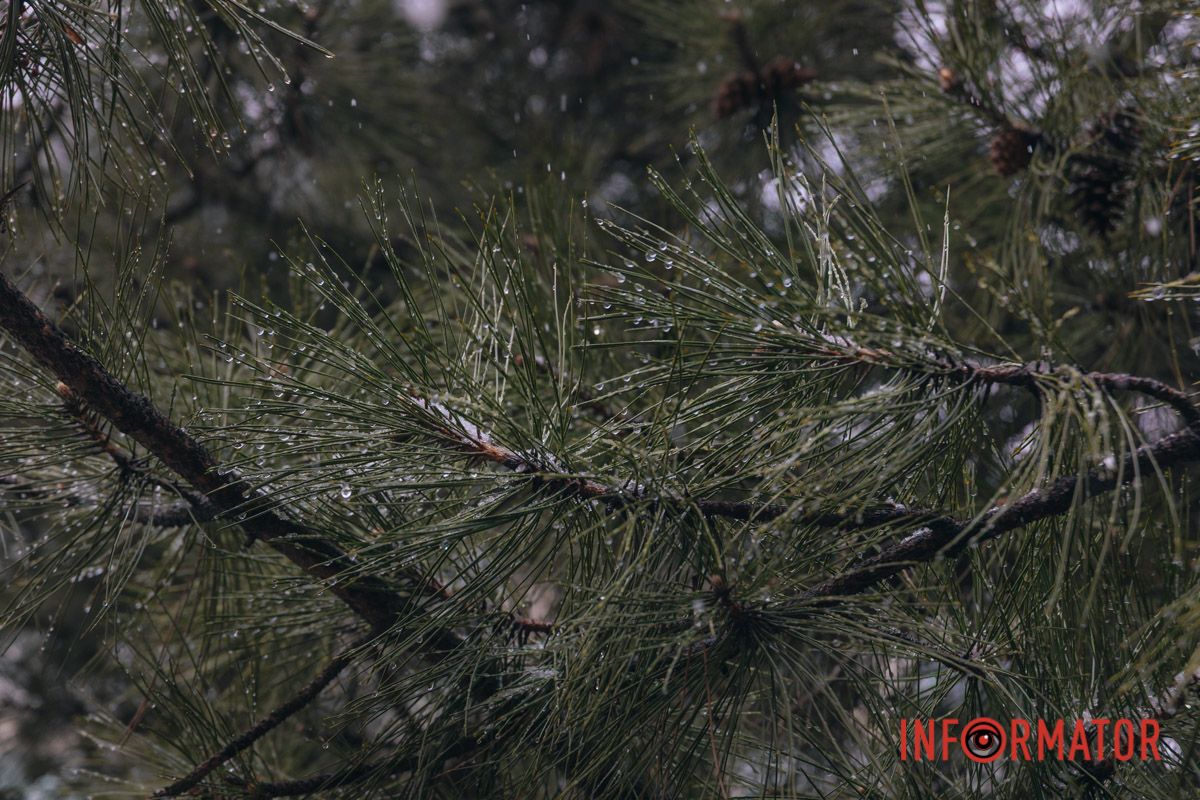 Тюльпани під білою ковдрою: Дніпро у квітні засипає снігом 5