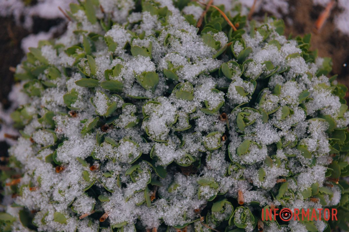 Тюльпани під білою ковдрою: Дніпро у квітні засипає снігом 2