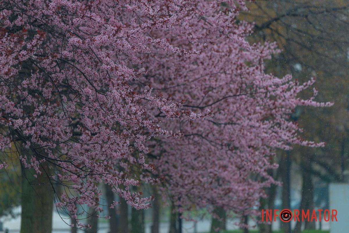 Тюльпани під білою ковдрою: Дніпро у квітні засипає снігом 14