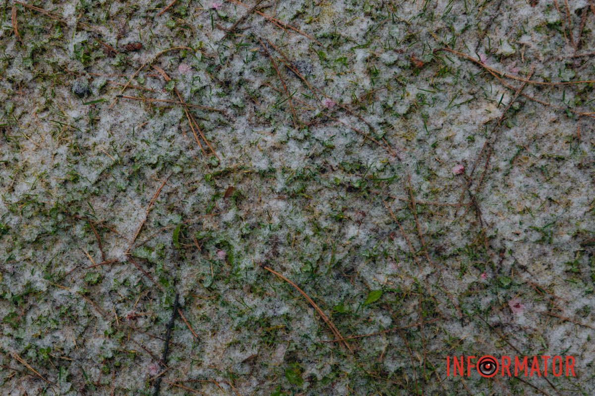 Тюльпани під білою ковдрою: Дніпро у квітні засипає снігом 12