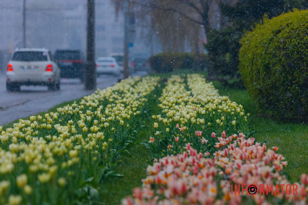 Тюльпани під білою ковдрою: Дніпро у квітні засипає снігом 17
