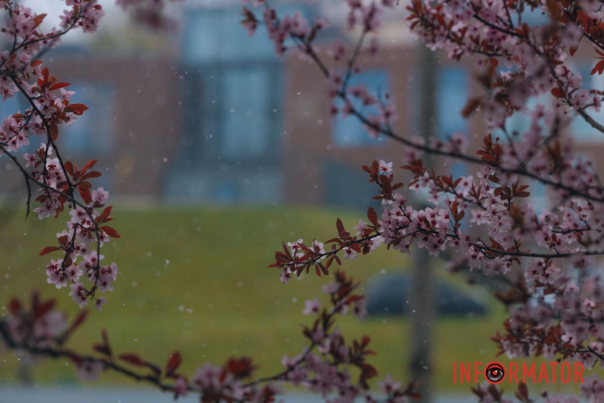 Тюльпани під білою ковдрою: Дніпро у квітні засипає снігом 25