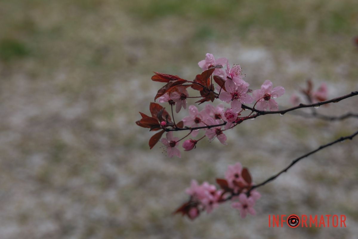 Тюльпани під білою ковдрою: Дніпро у квітні засипає снігом 18