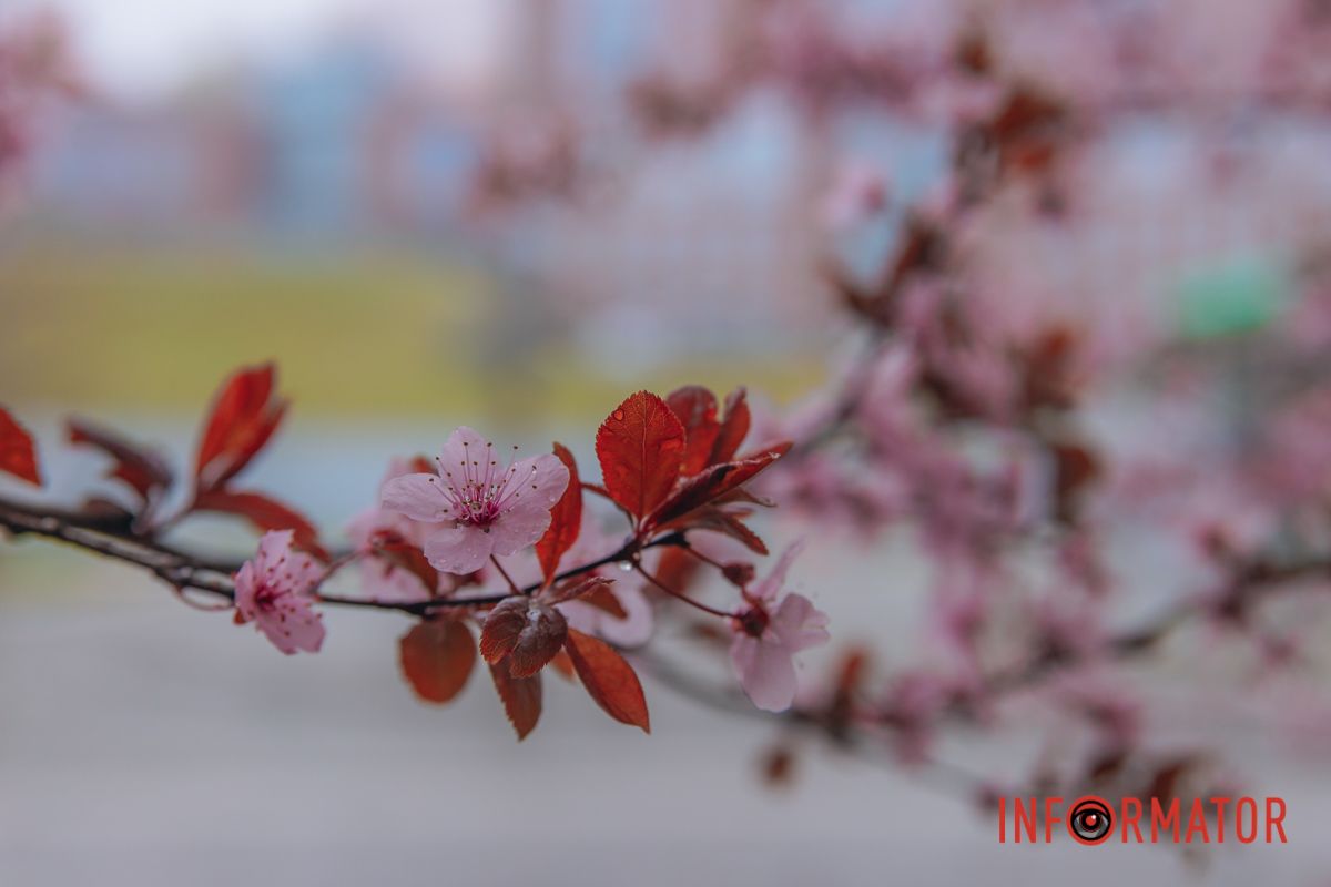 Тюльпани під білою ковдрою: Дніпро у квітні засипає снігом 22