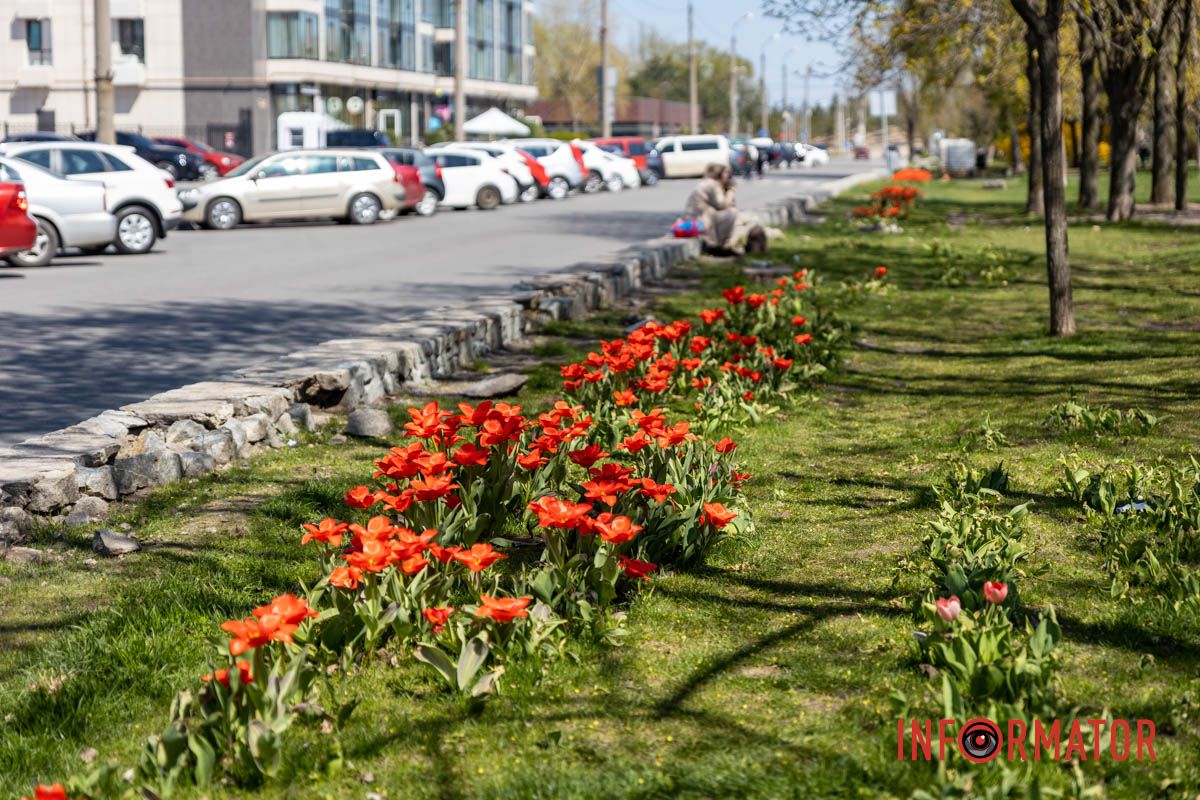 Весняна магія у Дніпрі: де шукати червоні тюльпани та рожеві сакури 1